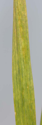 the yellow streaking on the wheat leaf is a common symption of either mosaic virus disease