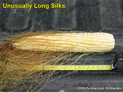 unusually long silks