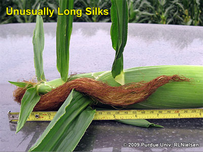 unusually long silks