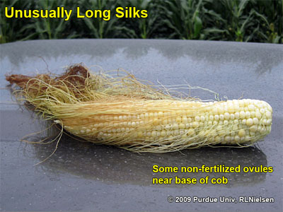 unusually long silks some non-fertilized ovules near base of cob