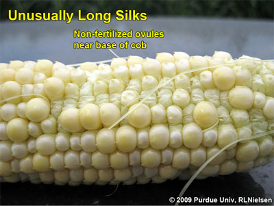 unusually long silks non-fertilized ovules near base of cob