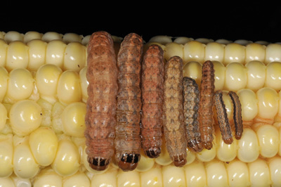 varying sizes of WBC larva from the same field, note the black rectangles are absent in small larvae