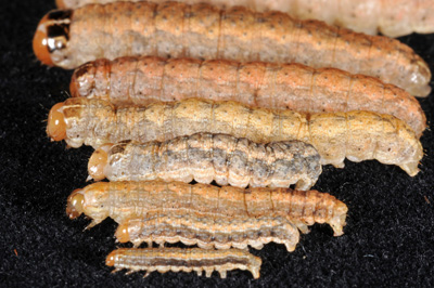 color variation in varying sizes of larvae, note the noticeable striping in small larvae