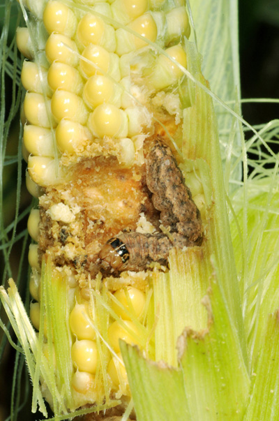 This larva in a popcorn ear, will not be controlled with insecticide
