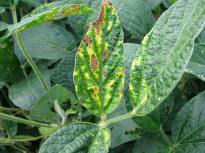 symptoms of sudden death syndrome (SDS) on soybean leaves
