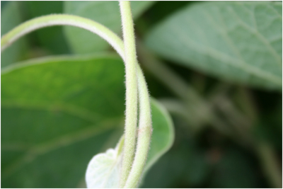 woolly dutchman's pipe stems showing soft hairs