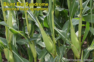 blunt ear syndrome pinched husk symptom