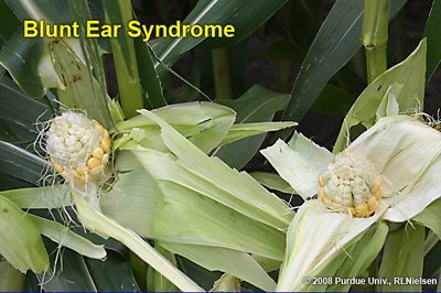 blunt ear syndrome