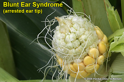 blunt ear syndrome arrested ear tip