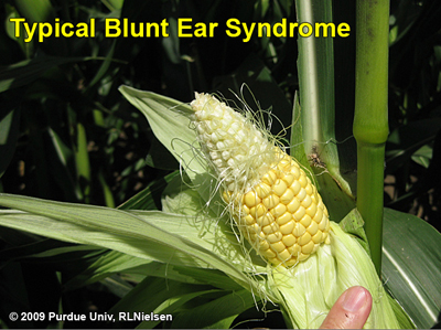 typical blunt ear syndrome