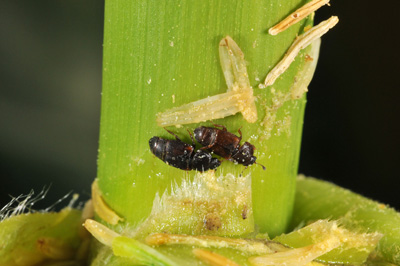 dusky sap beetles in leaf axil