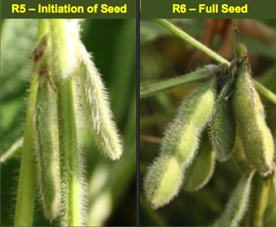 R5 is the initiation of seed, and the soybean seed is 1/8 of an inch long within a pod at one of the four uppermost nodes on the main stem. R6 is the full seed growth stage, and the soybean seed fills the pod cavity at one of the four uppermost nodes on the main stem. 
