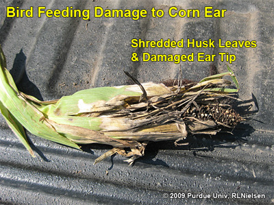 bird feeding damage to corn ear - shredded husk leaves and damaged ear tip