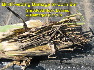 bird feeding damage to corn ear - shredded husk leaves and damaged ear tip