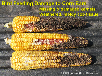 bird feeding damage to corn ear - missing and damaged kernels weathered, moldy cob tissue