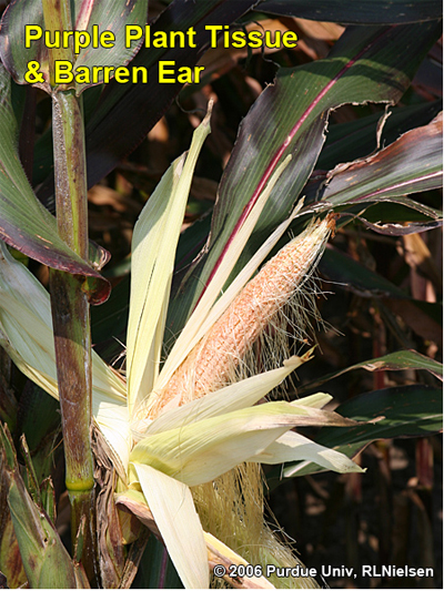 reddish-purple corn plants