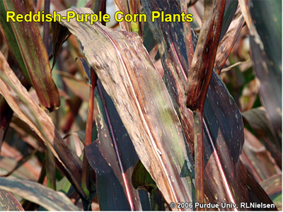 reddish-purple corn plants