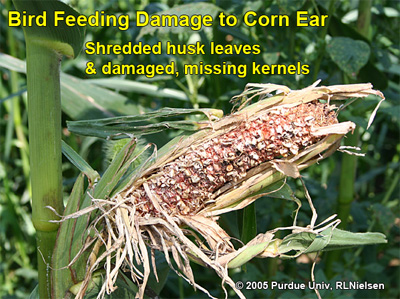 bird feeding damage to corn ear - shredded husk leaves and damaged missing kernels