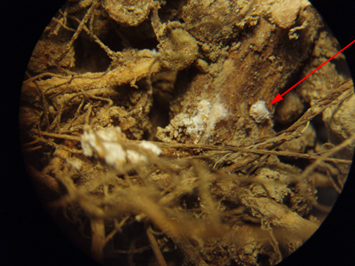 trochanter mealybug attached to soybean root