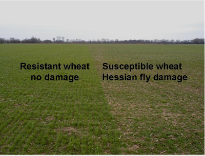 test plots showing resistant and susceptible wheat