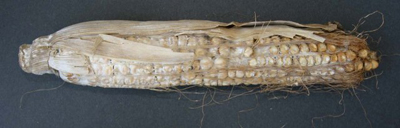 Diplodia ear rot on corn