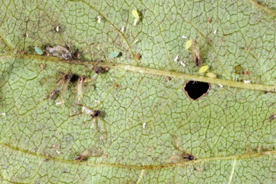 Diseased winged soybean aphids