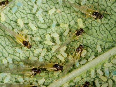 Newly birthed (wingless) females waiting for winged males for mating