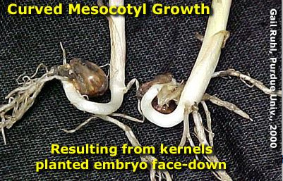 curved mesocotyl growth