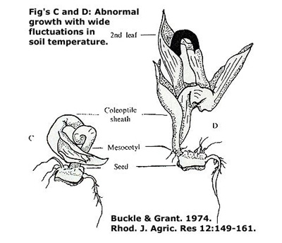 abnormal growth with wide fluctuations in soil temperature