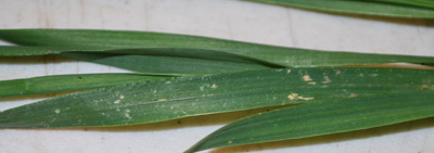 wind damage on wheat