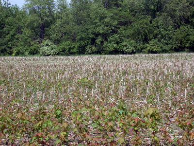 sugar maple seedlings in a no-till field