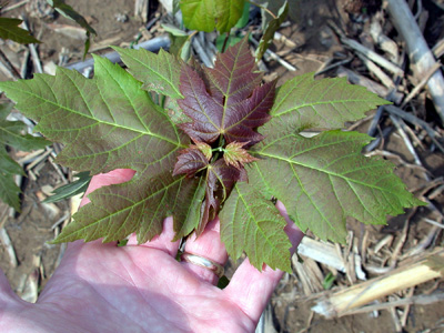 close-up of a sugar maple seedling