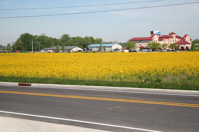 yellow fields in Indiana iwth cressleaf groundsel