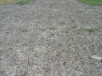 fall applications of glyphosate + 2,4-D Canopy Ex. Taken May 6, 2006