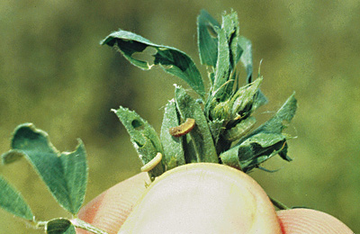 brownish weevil, in the middle, is disease and dying