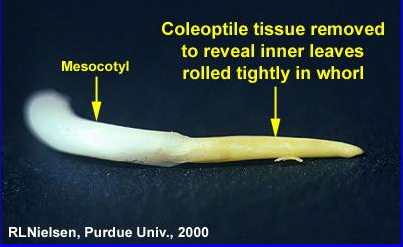 coleoptile tissue removed to reveal inner leave rolled tightly in whorl