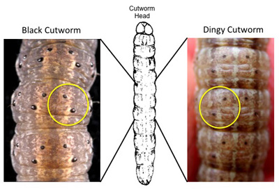 dorsal surface of black and dingy cutworm