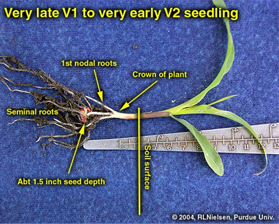 seminal and nodal roots of V2 seedling