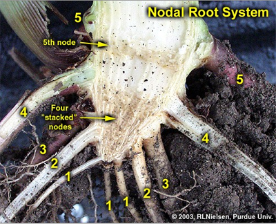 first five sets of nodal roots identified on a split stalk of corn