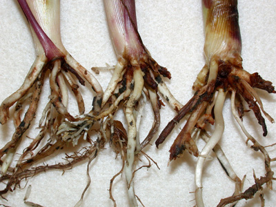 root system and rootworm feeding
