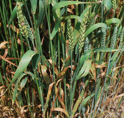 Figure 2. Stagonospora leaf blotch and glume blotch on plants near Evansville, IN