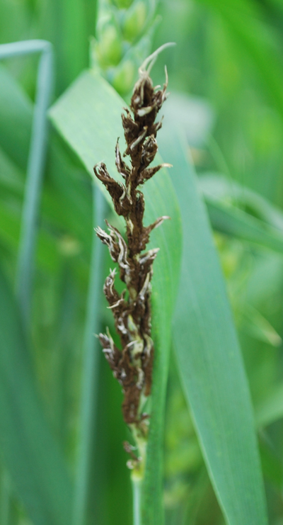 Figure 3. Loose smut on wheat in Tippecanoe County