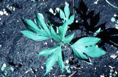 Giant ragweed