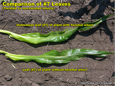 Comparison of #7 Leaves