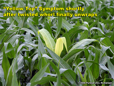 Yellow top symptom shortly after twisted whorl finally unwraps