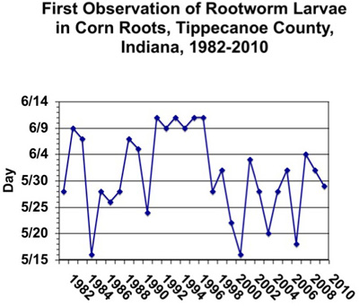 First observation of rootworm larvae in corn roots, Tippecanoe County, IN, 1982-2010