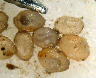 Rootworms hatching from eggs, next to pinpoint