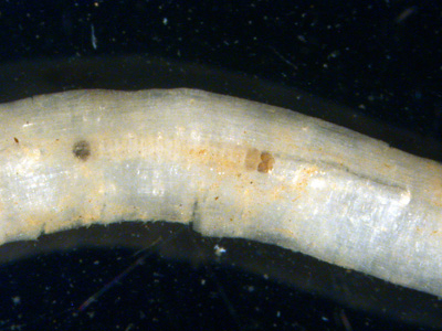 First instar larva feeding inside corn root