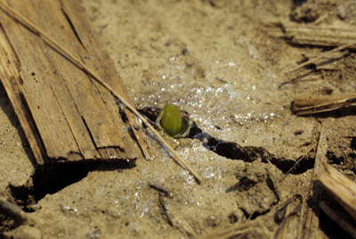 Seedling corn 