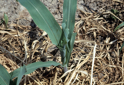 Typical armyworm damage in early whorl corn
